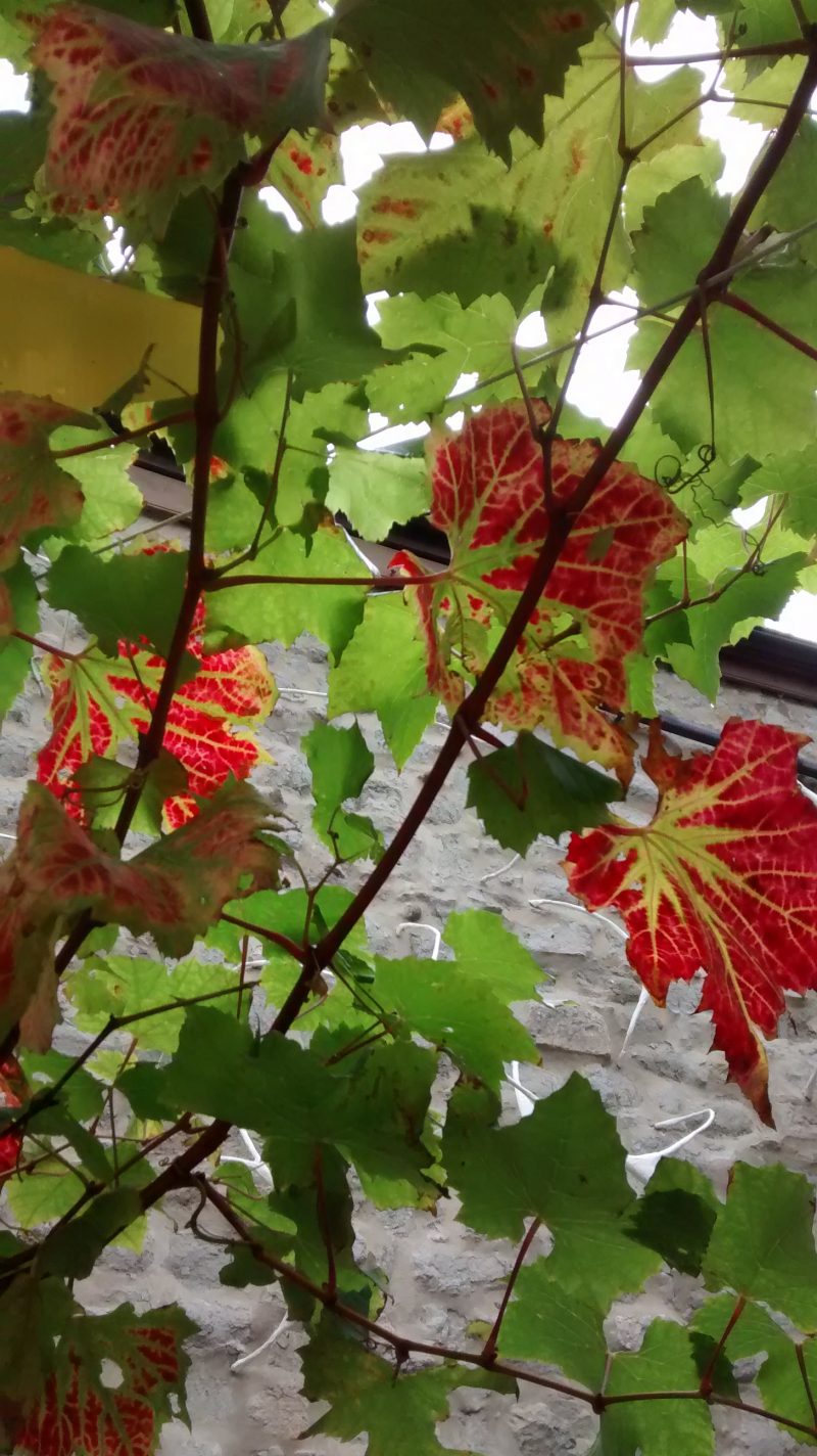 winetasting-nov-1